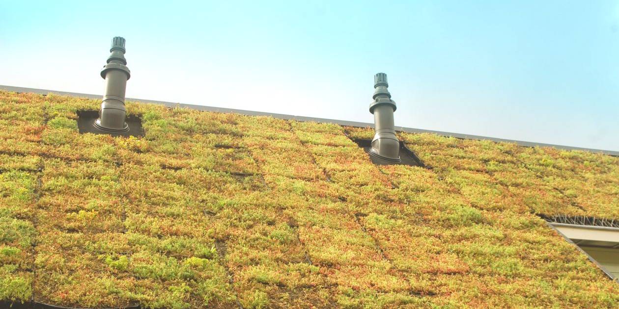 extensief groendak als dakbedekking